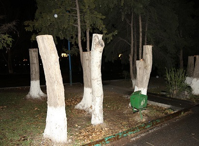 Ոստիկանությունը բերման է ենթարկել Դավիթաշենում ծառերը հատողին