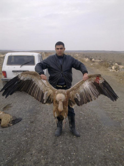 Ահազանգ. Հայաստանում որսացել են Կարմիր գրքում գրանցված սպիտակագլուխ անգղեր