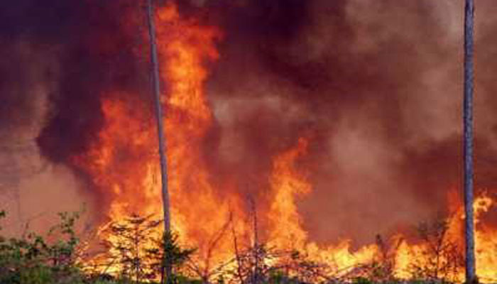 «Դիլիջան» ազգային պարկում բռնկված հրդեհի հետևանքով այրվել է մոտ 12 հա խոտածածկույթ